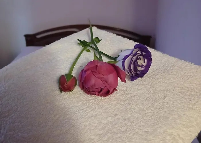 Van Bliss - Simple Comfort, Pure Relaxation